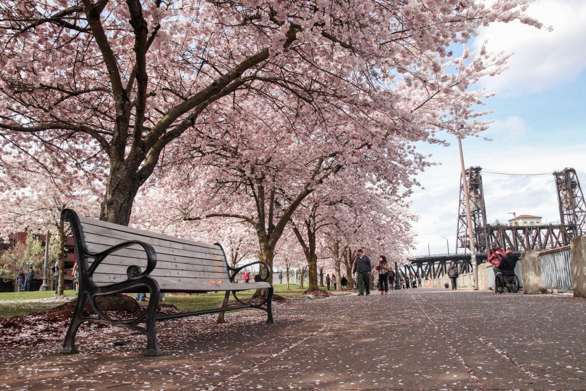 Cherry blossoms blooming in Portland, OR in spring